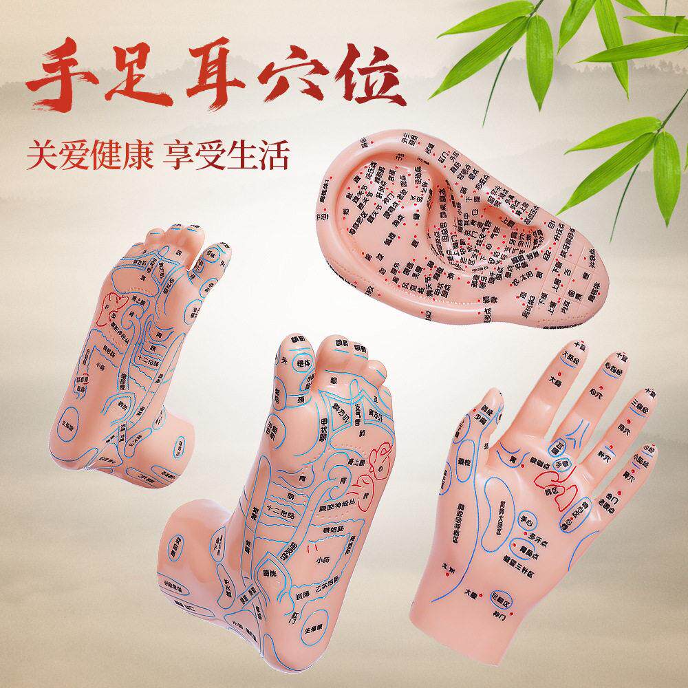 耳朵穴位模型脚穴位模型足部耳朵手经络推拿足底按摩图解反射区足