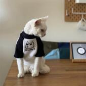 春夏斯芬克斯无毛猫衣服德文韩系可爱纯棉内搭衣小猫狗狗T恤腊肠A