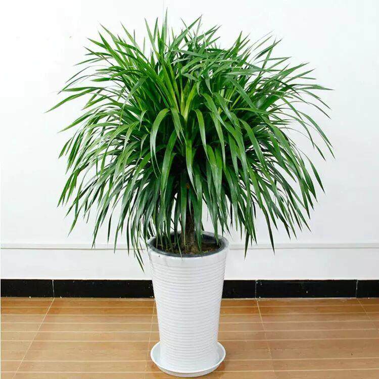 龙铁树龙须树多头龙血树客厅盆栽花卉植物大型绿植办公室盆景龙铁