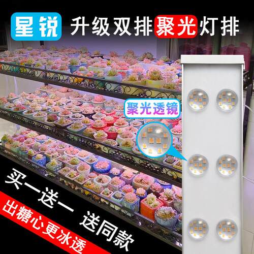 星锐多肉补光灯家用上色全光谱多肉灯植物补光灯仿太阳光室内绿植