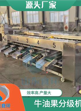 应水果分级 牛油果分选机分级机机器 牛油供6500型分拣果机设备厂