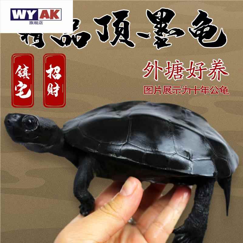 罕见宠物顶墨龟纯种全黑乌龟苗外塘中华草龟小乌龟活物陆地龟