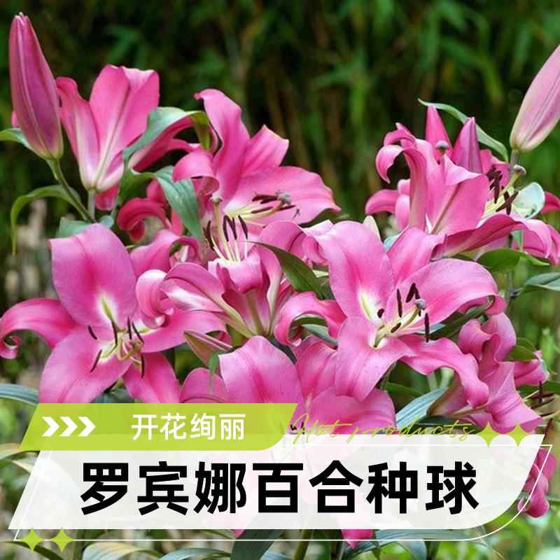 四季种植罗宾娜进口百合种球带牙花卉盆栽OT系列庭院门采儿米拉
