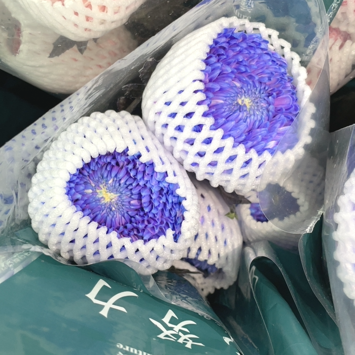 紫色牡丹菊5支 不包邮