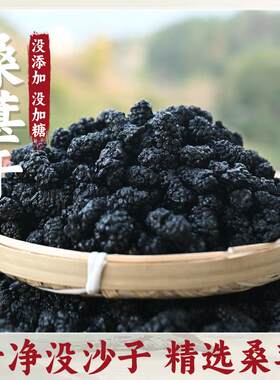 新疆包邮山东桑葚干泡茶泡水喝新货头茬大果干净不带沙子不加糖黑