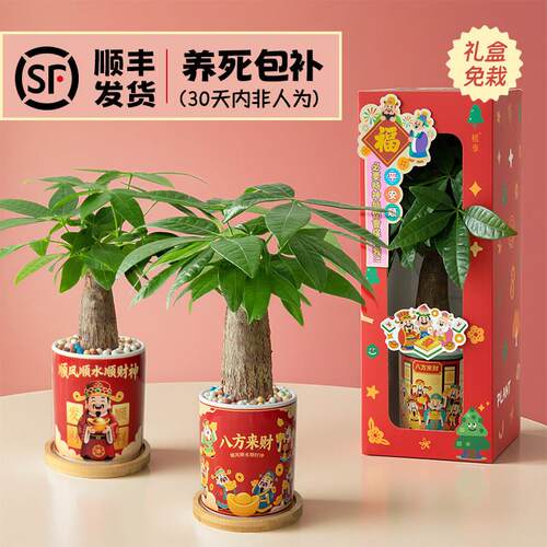 植季发财树小盆栽客厅花卉绿植室内盆景办公室桌面植物招财摆件