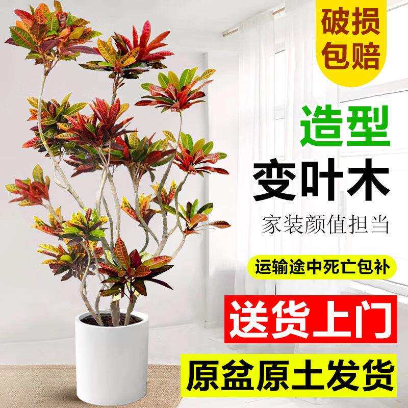 大型绿植变色木盆栽室内客厅真树旺宅好养七彩变叶木四季造景花卉