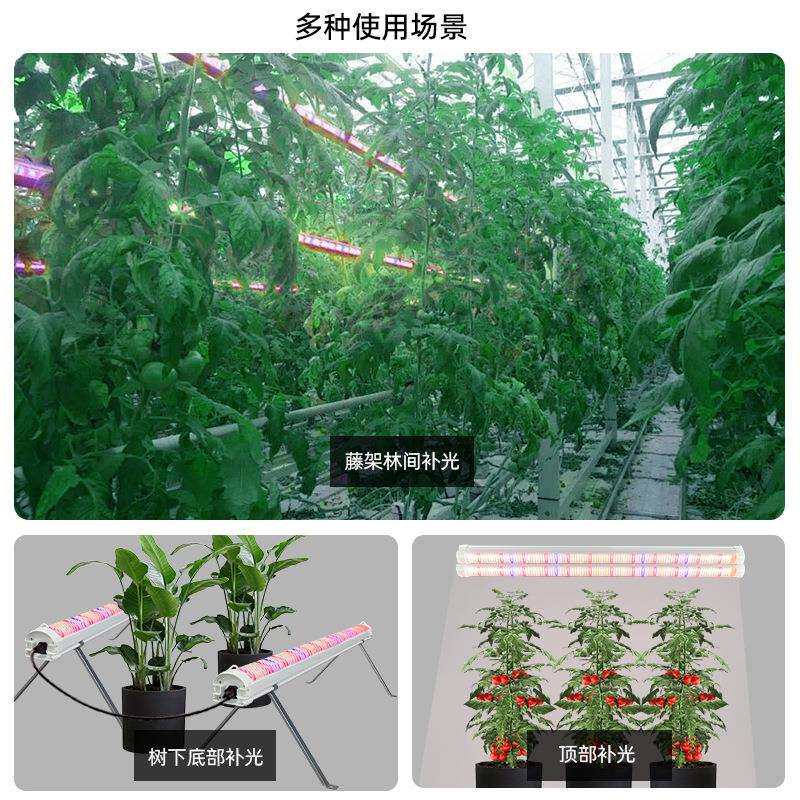 龙舌兰盆栽花卉植物补光灯管地上树冠红光660水培增产种植生长灯