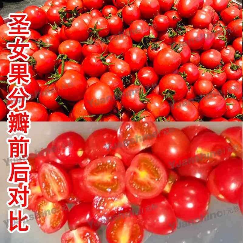 全自动水果不锈钢分瓣机 倭瓜木瓜分半机 连续式无花果分半机