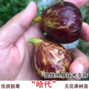 芝加哥哈代无花果树苗抗寒无花果苗盆栽地栽南方北方种植当年结果