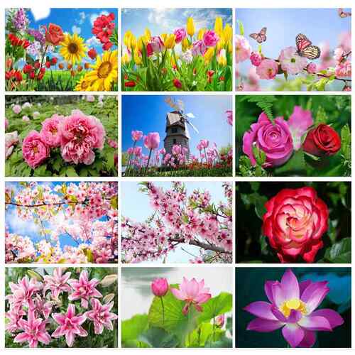 郁金香牡丹玫瑰百合贴画兰花杜鹃鲜花朵荷花卉油菜风景海报墙贴纸