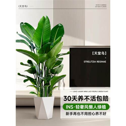 天堂鸟盆栽客厅大型绿植物办公室内落地鹤望兰四季常青好养去甲醛