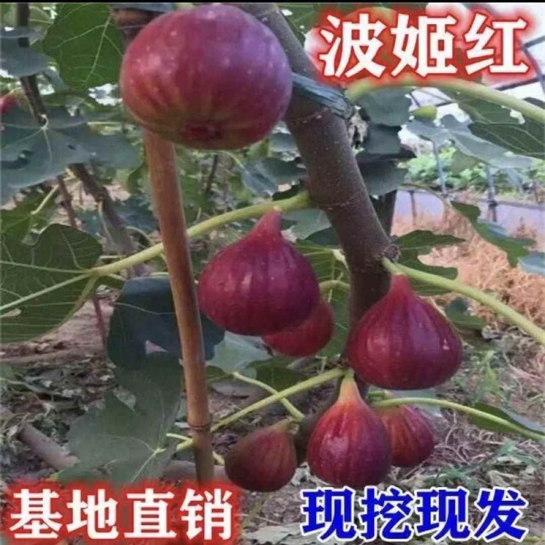 红心无花果树苗波姬红大果纯甜紫皮无花果苗当年结果南北方种植