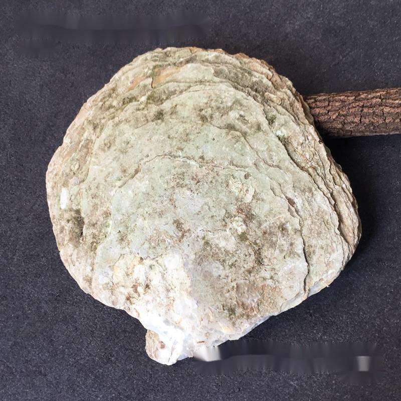 白蝶贝壳原料未打磨大螺贝壳创意家居工艺饰品手工雕刻材料