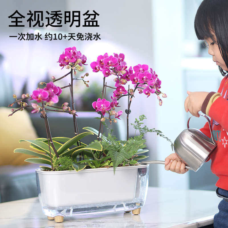 自吸水花盆桌面长方形懒人盆绿萝盆室内免浇水创意透明水培绿植盆,鲜花速递/花卉仿真/绿植园艺,花盆,淘宝优惠券,粉丝福利购,淘宝优惠卷