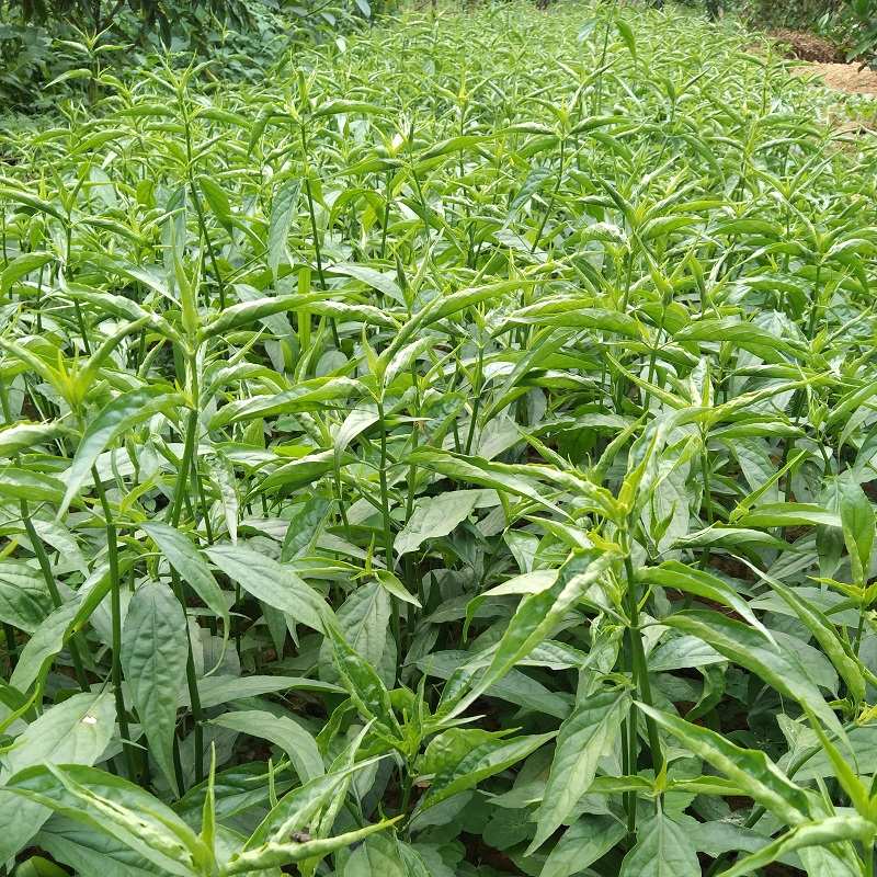 忧遁草干叶茶250克包邮黎王草鳄嘴花新鲜叶枝条种植优盾草青箭草