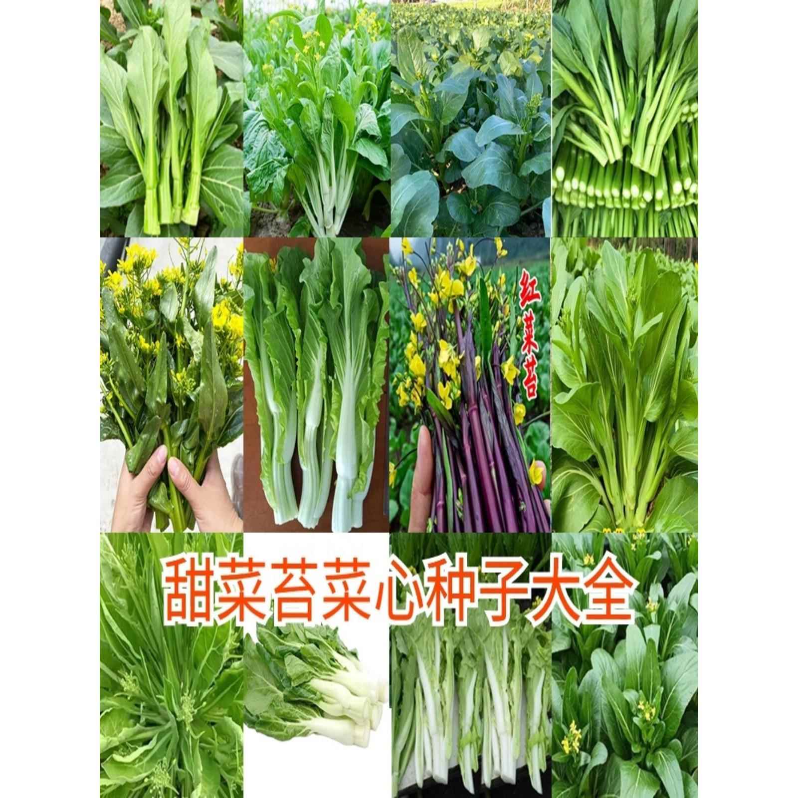 广东四九菜心种子红菜苔孑白菜苔四季蔬菜种增城迟多仔青菜籽大全