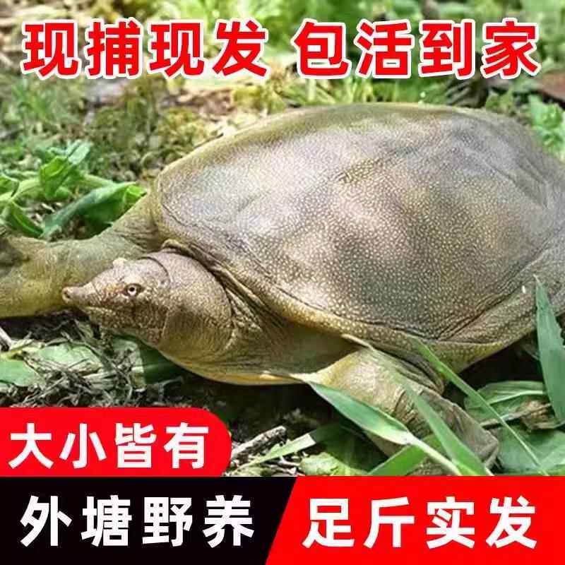 外塘放养甲鱼新鲜活体水鱼团鱼王八中华鳖放养垂钓大甲鱼公母甲鱼