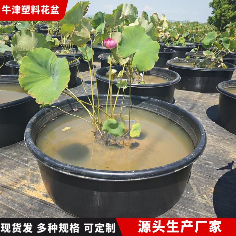 超大塑料盆洗衣盆大号洗澡盆睡莲荷花种植盆无孔水培牛津盆厂家