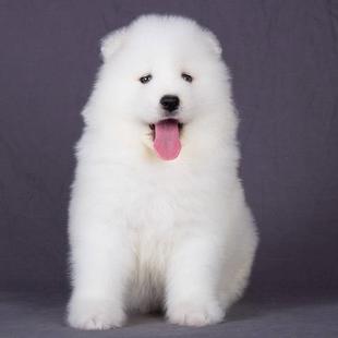 纯种萨摩耶幼犬活体微笑天使纯白色雪橇犬中型家养宠物狗狗大白熊