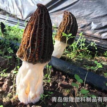 农用塑料地膜厂家 易生长拉伸透气羊肚菌用聚乙烯黑色膜