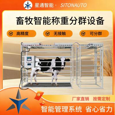 牛羊称重分群设备全自动养殖管理肉牛肉羊生长监测可上传