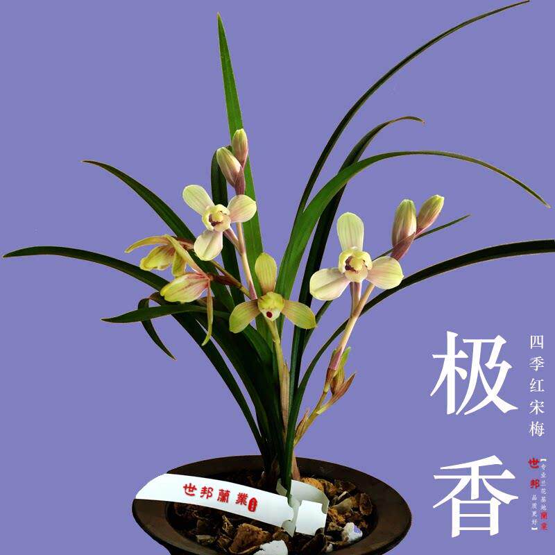 超香兰花四季红宋梅粉红色建兰花苗盆栽花卉绿植夏天秋天带花苞