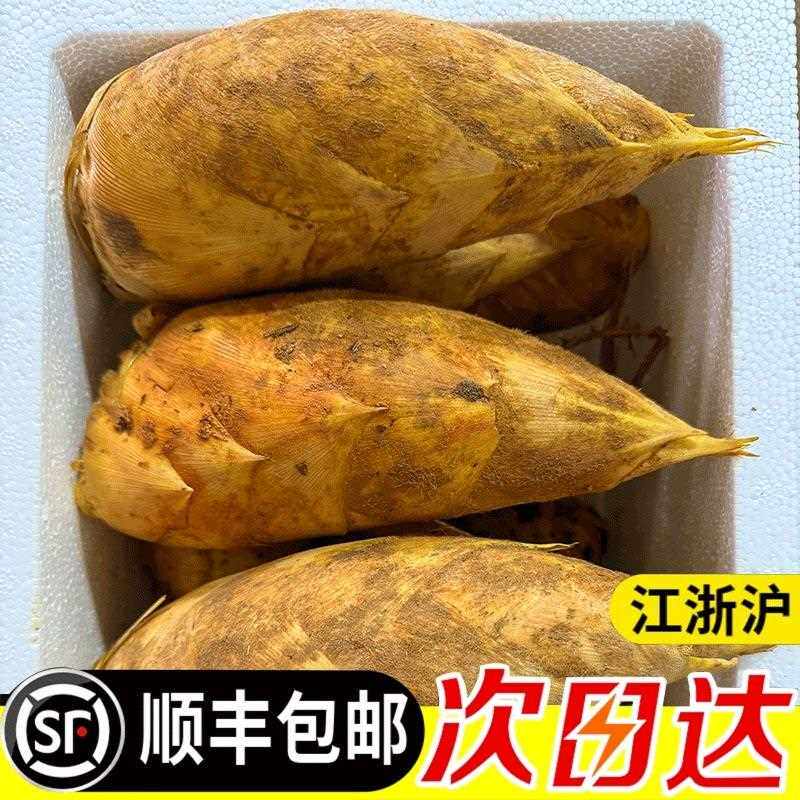 临安天目山毛笋春笋新鲜现挖现发毛竹笋农家野生新鲜竹笋顺丰包邮