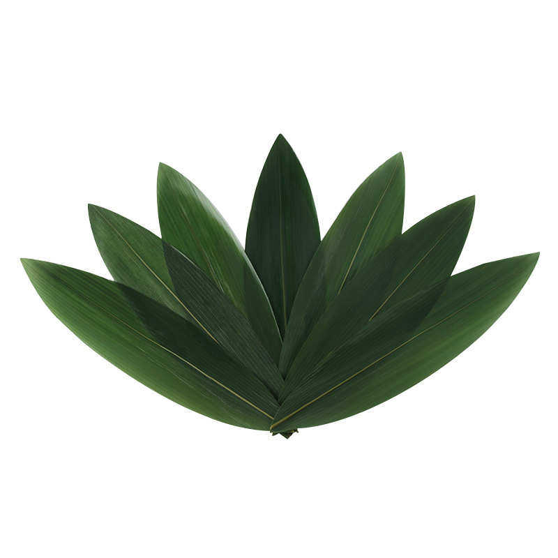 船型箬(粽)竹叶 恩施新鲜真空包装粽子叶 端午节100枚粽子长叶