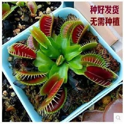 巨夹捕蝇草盆栽猪笼草食虫植物茅膏菜瓶子草食人花驱蚊植物包邮