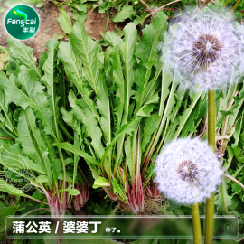 野生蒲公英种子莱籽野菜秋季秋后四季阳台盆栽，种植蔬菜种籽大全孑