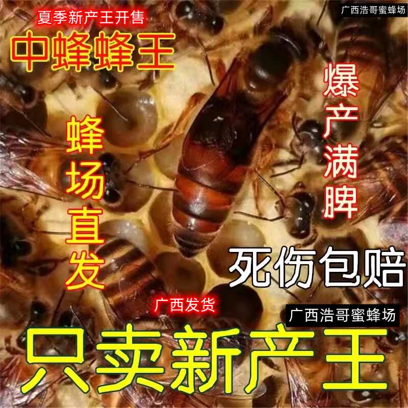 广西发中蜂新开产蜂王纯种伏牛王四川阿坝广东仓王土蜂蜜广东蜂王