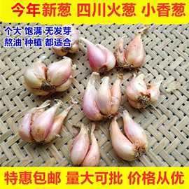 四川新鲜小香葱干红葱头黄火葱四季葱榨炸葱油酥盆栽种植食用葱苗