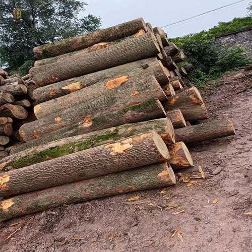 湖南直销樟木家具板材烘干国产樟树樟木板圆木木雕刻从优香实木