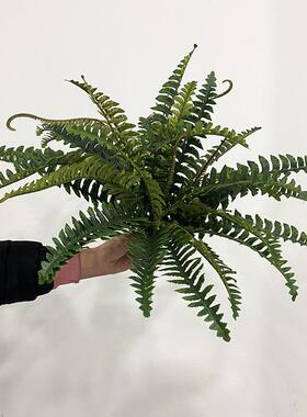 模拟植物波士顿鱼尾波草绿叶波斯蕨类生态丛林窗口原生态绿色植物