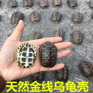 手把件乌龟壳把玩龟甲自然生长金线龟壳摆件摇铜钱用完整风水龟壳