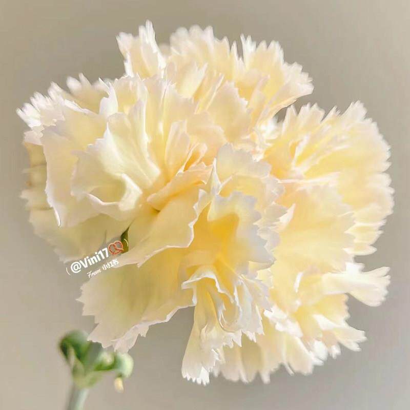 单支仿真康乃馨花束短枝仿真花母亲节插花花艺花材装饰花假花摆设
