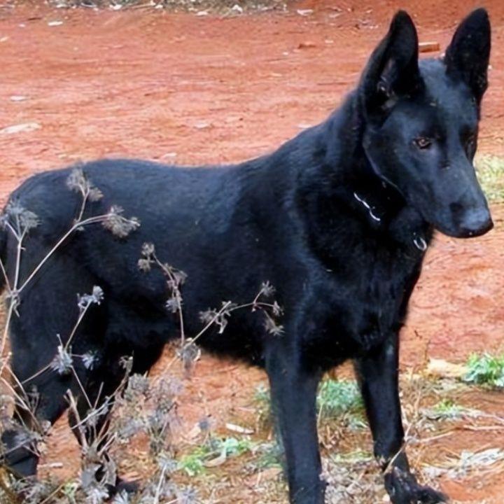 现货广西土猎犬五黑犬黑狗虎头金田园犬中华四眼广西土猎犬狗短毛