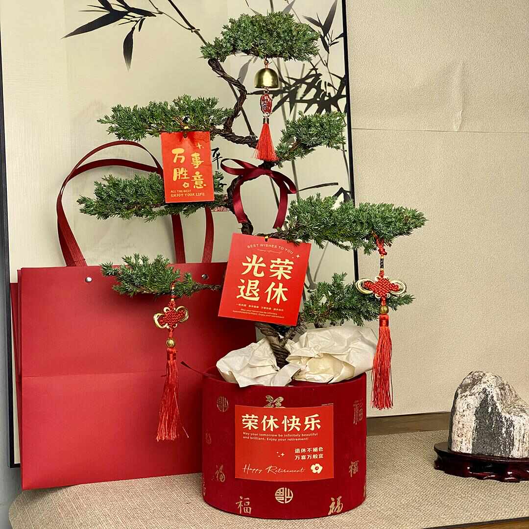 七层塔松盆栽盆景送长辈祝寿礼物室内植物开业乔迁绿植退休送礼品