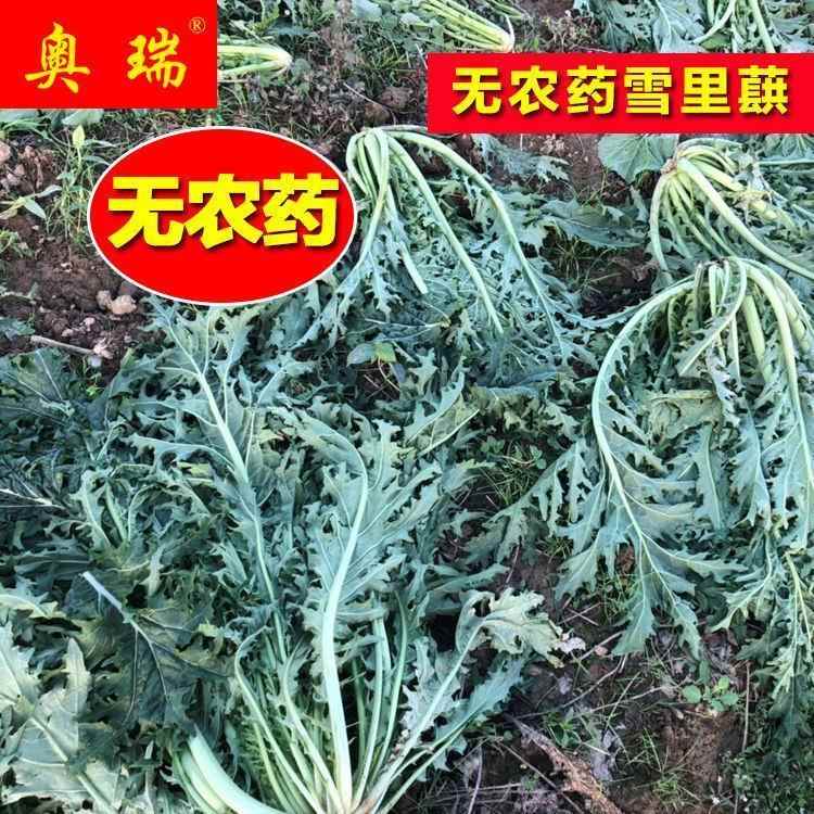 农家自制雪菜腊菜雪里蕻酸脆安徽六安寿县土产下饭菜咸菜酸菜