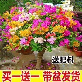 重瓣垂丝三角梅盆栽带花植物，耐寒庭院爬藤老桩勤花四季开花种