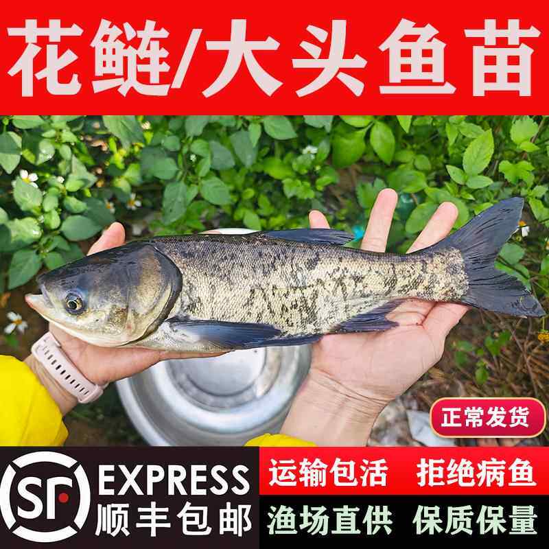 花鲢鱼苗胖头白鲢雄鱼鳊鱼大头鱼苗活体淡水养殖食用鲢鳙鱼苗批