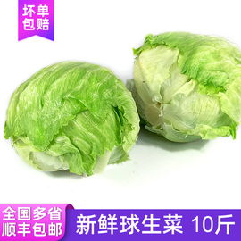 球生菜10斤汉堡用圆形生菜，新鲜蔬菜轻食沙拉材料色拉菜