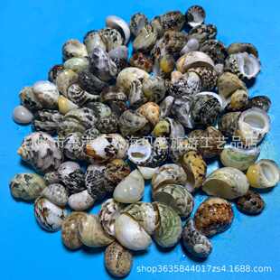 玉女蜑螺天然贝壳海螺鱼缸水族造景寄居蟹替换壳手工制作厂家批发
