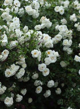 【藤冰山】1.4到1.5米土球发货爬藤月季扦插白色蔷薇四季开花植物