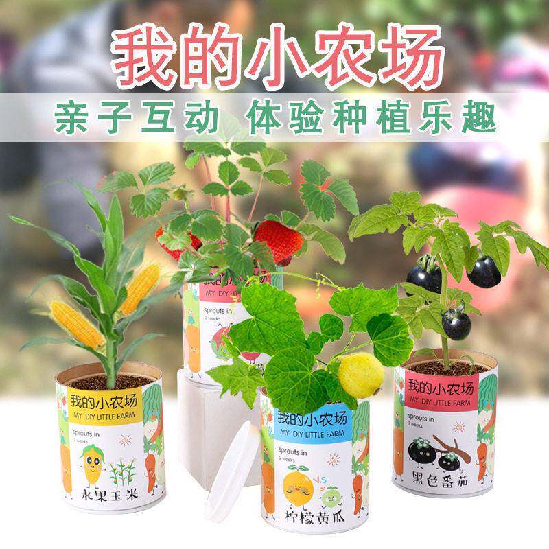开心农场果蔬小盆栽儿童diy植物草莓种植草娃娃礼物植树节