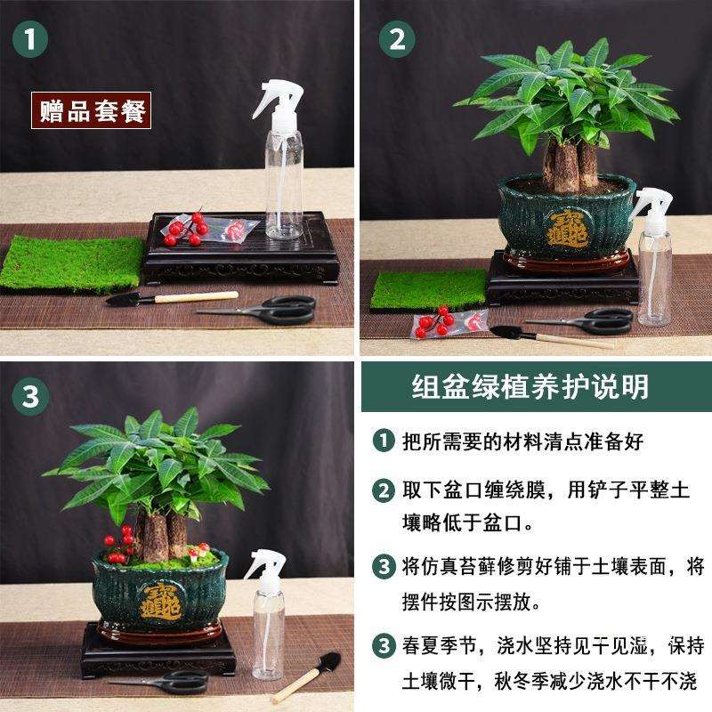 发财树盆景室内树办公室植物四季常绿好养花卉开业盆栽花
