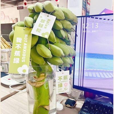 水培香蕉植物办公室禁止焦虑桌面水果可食用室内好养绿植花卉盆栽