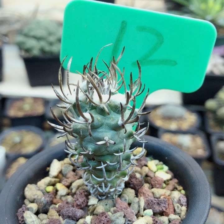 精品仙人球直播.实生黄龙丸姣丽