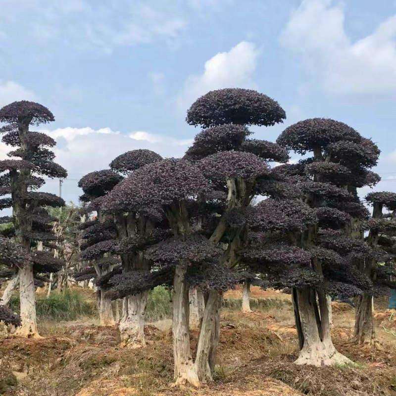 基地供应造型红花檵木桩 红花继木 庭院花卉绿化红花檵木桩